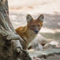 Asiatic Wild Dog, Dhole, Cuon alpinus, Asian wild dog, Indian wild dog, Whistling dog, Red dog and Mountain wolf Royalty Free Stock Photo