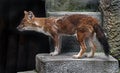Asiatic wild dog on the stairs 1 Royalty Free Stock Photo