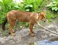 Asiatic wild dog 3 Royalty Free Stock Photo