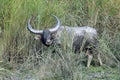 Asiatic wild water buffalo Royalty Free Stock Photo