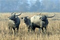 Asiatic wild water buffaloes standing at grass land