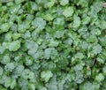 Asiatica, centella herbs leaf Royalty Free Stock Photo