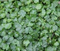 Asiatica, centella herbs leaf