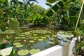 Asien garden pond plants and green Royalty Free Stock Photo
