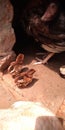 Beautiful brown color aseel chicks