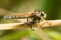 Asilidae Royalty Free Stock Photo