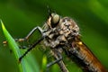 Asilidae in ambush. macro. scale 2.5:1