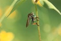 Asilidae Asiloidea Arthropoda Bombyliidae insect