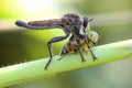 Asilidae Asiloidea Arthropoda Bombyliidae insect Royalty Free Stock Photo