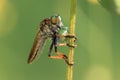 Asilidae Asiloidea Arthropoda Bombyliidae insect