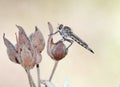 Asilidae fly species standing detail