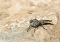 Asilidae fly species standing on sunny rocks detail