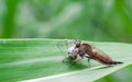 Asilidae Royalty Free Stock Photo