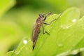 Asilidae on plant Royalty Free Stock Photo