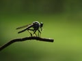 Asilidae, robber fly