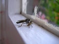Asilidae robber fly