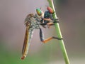 The Asilidae robber fly Royalty Free Stock Photo