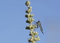 Robber or assassin fly, Crete