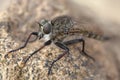 Asilidae - Robber fly