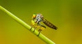 Asilidae (robber fly) sits on a blade of grass. Thailand Royalty Free Stock Photo