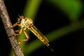 Asilidae Robber fly waiting for prey on branch at night scene