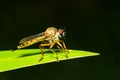 Asilidae Robber fly waiting for prey on green leaf