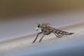 Asilidae - Robber fly