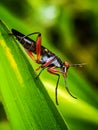 Asilidae from West Borneo