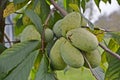 Asimina fruit pawpaw Indian banana Royalty Free Stock Photo