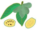 Asimina triloba branch with the fruits of a plant, a nutritious pawpaw fruit with juicy pulp and hard seeds