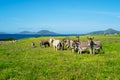 Asinara island in Sardinia, Italy Royalty Free Stock Photo