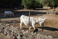 Animals. Equus asinus var. albina, Asinara white donkey. Royalty Free Stock Photo