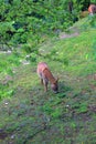 Asino che mangia erba nel parco