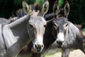 Asinus Royalty Free Stock Photo