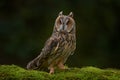 Asio otus, Long-eared Owl sitting in green vegetation in the fallen larch forest during dark day. Wildlife scene from the nature Royalty Free Stock Photo