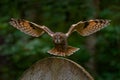 Asio otus, Long-eared Owl sitting in green vegetation in the fallen larch forest during dark day. Wildlife scene from the nature Royalty Free Stock Photo