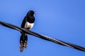 The Asir Magpie, Pica asirensis