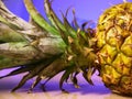 Stream of water pouring onto a part of pineapple isolated close up. Drops of water flowing down the green pineapple leaf. Royalty Free Stock Photo