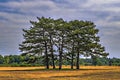 The lonely trees among the field