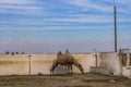 Two-humps camel eats in its aviary