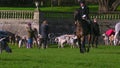 A pack of English Foxhounds waiting for the fox hunt to begin