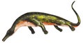 Askeptosaurus aquatic dinosaur