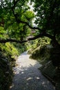 Askew tree on rockery by cobble stone path in sunny summer