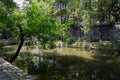 Askew tree at shady waterside in sunny summer