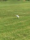 Asking a Bird for Directions on Golf Course