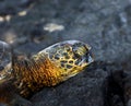 Asleep on black sand beach Royalty Free Stock Photo