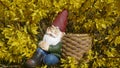 Asleep garden gnome sits in a yellow blooming forsythia bush and leans against a basket Royalty Free Stock Photo