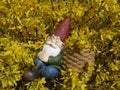 Asleep garden gnome sits in a yellow blooming forsythia bush and leans against a basket Royalty Free Stock Photo