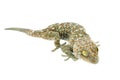 Asleep Gecko Thailand on white Royalty Free Stock Photo