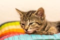 Asleep kitten Royalty Free Stock Photo